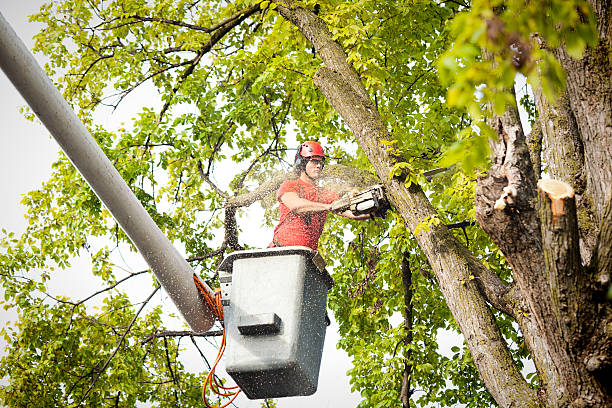 Best Best Tree Removal Services  in Dagsboro, DE